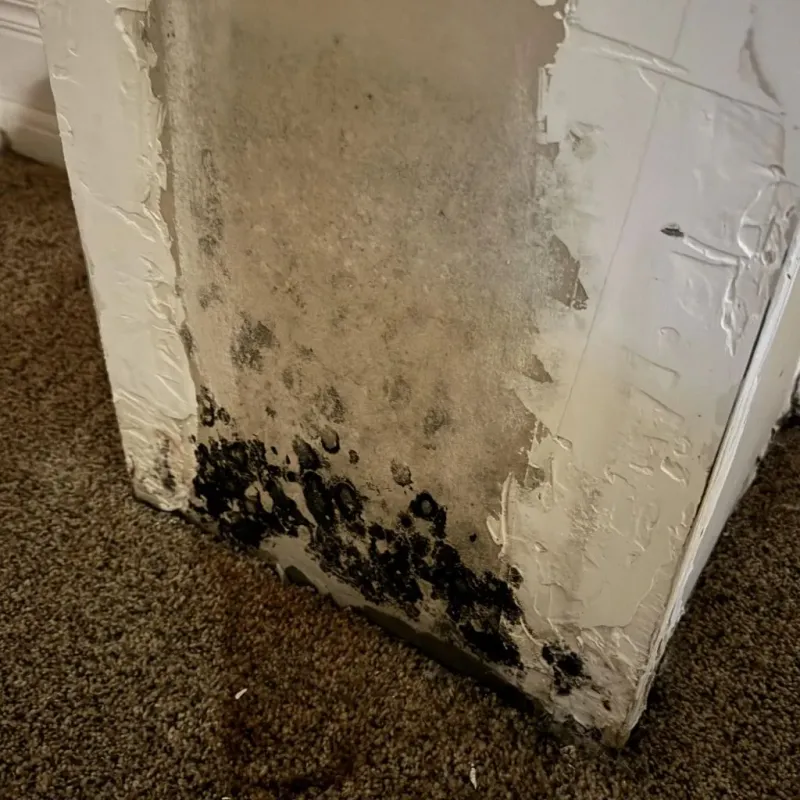 Professional Mold Removal in Leesport, PA